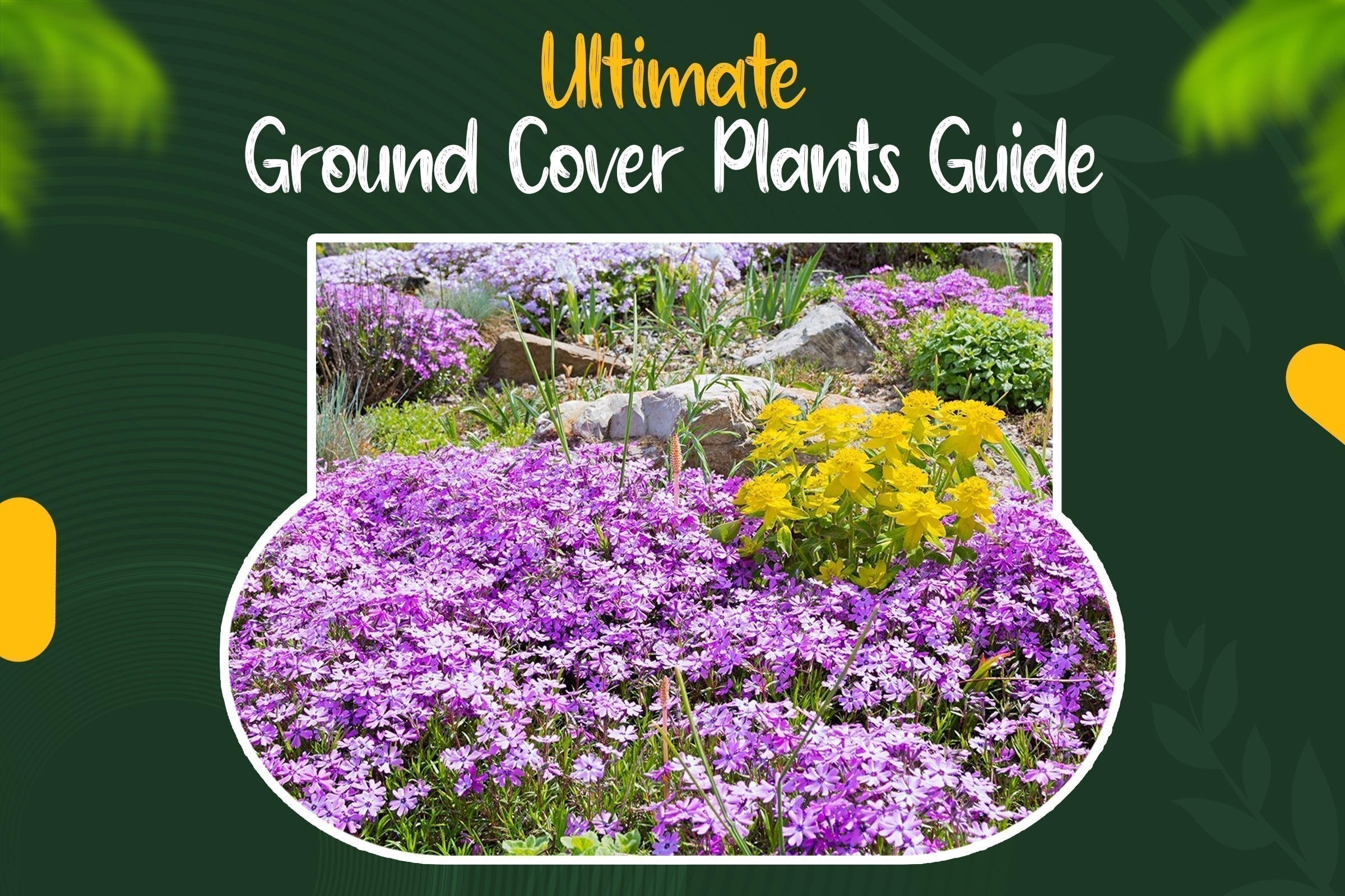 The Ultimate Guide to Ground Cover: Flowers, Plants, Perennials, Annua
