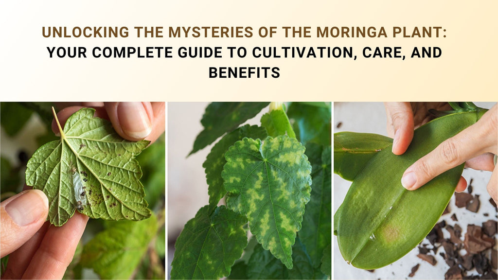 Unlocking the Mysteries of the Moringa Plant: Your Complete Guide to Cultivation, Care, and Benefits