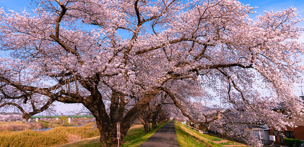 Yoshino Flowering Cherry Trees: History, Characteristics, Benefits, and Care