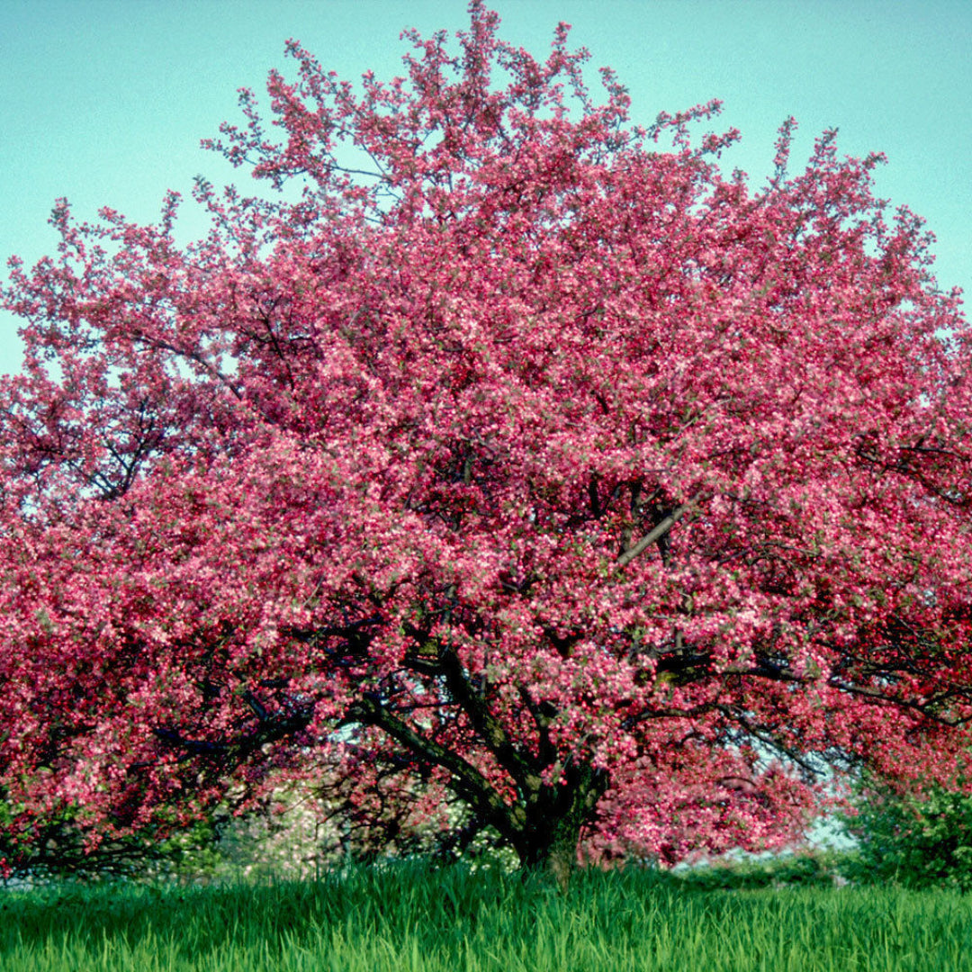 Robinson Crabapple