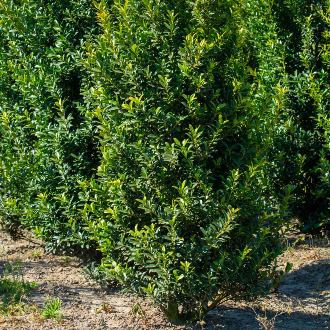 Needlepoint Holly Shrub