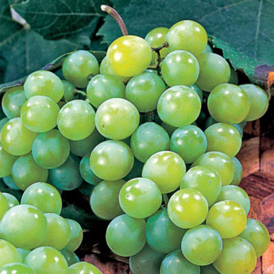 Neptune Seedless Grape
