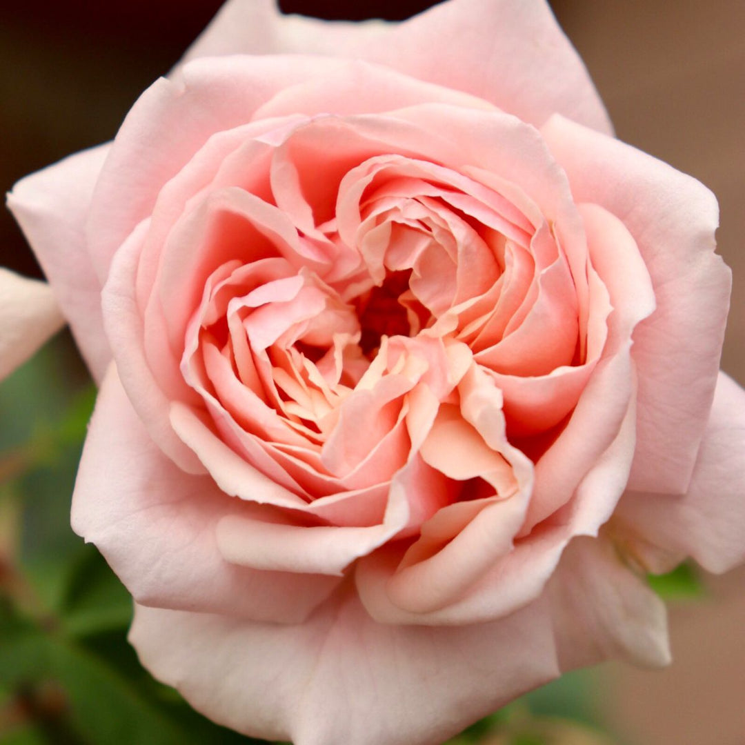 Brindabella Dawn Rose