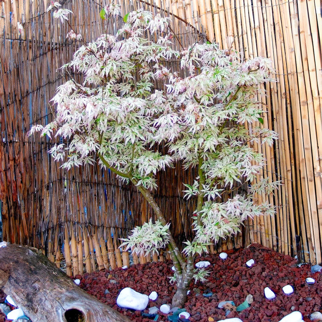 Ukigumo Japanese Maple