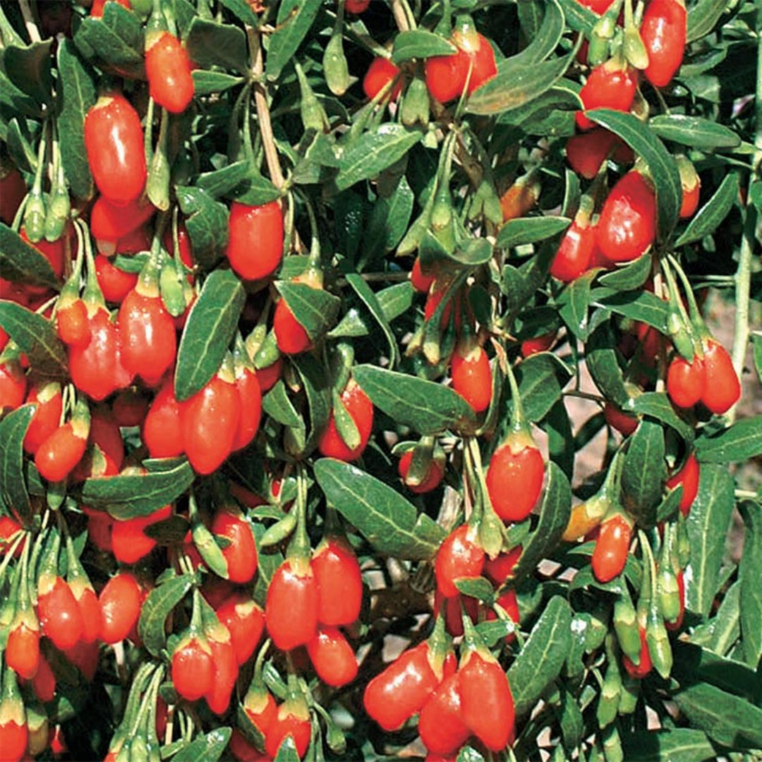 Goji Berry (Wolfberry), Bright Orange