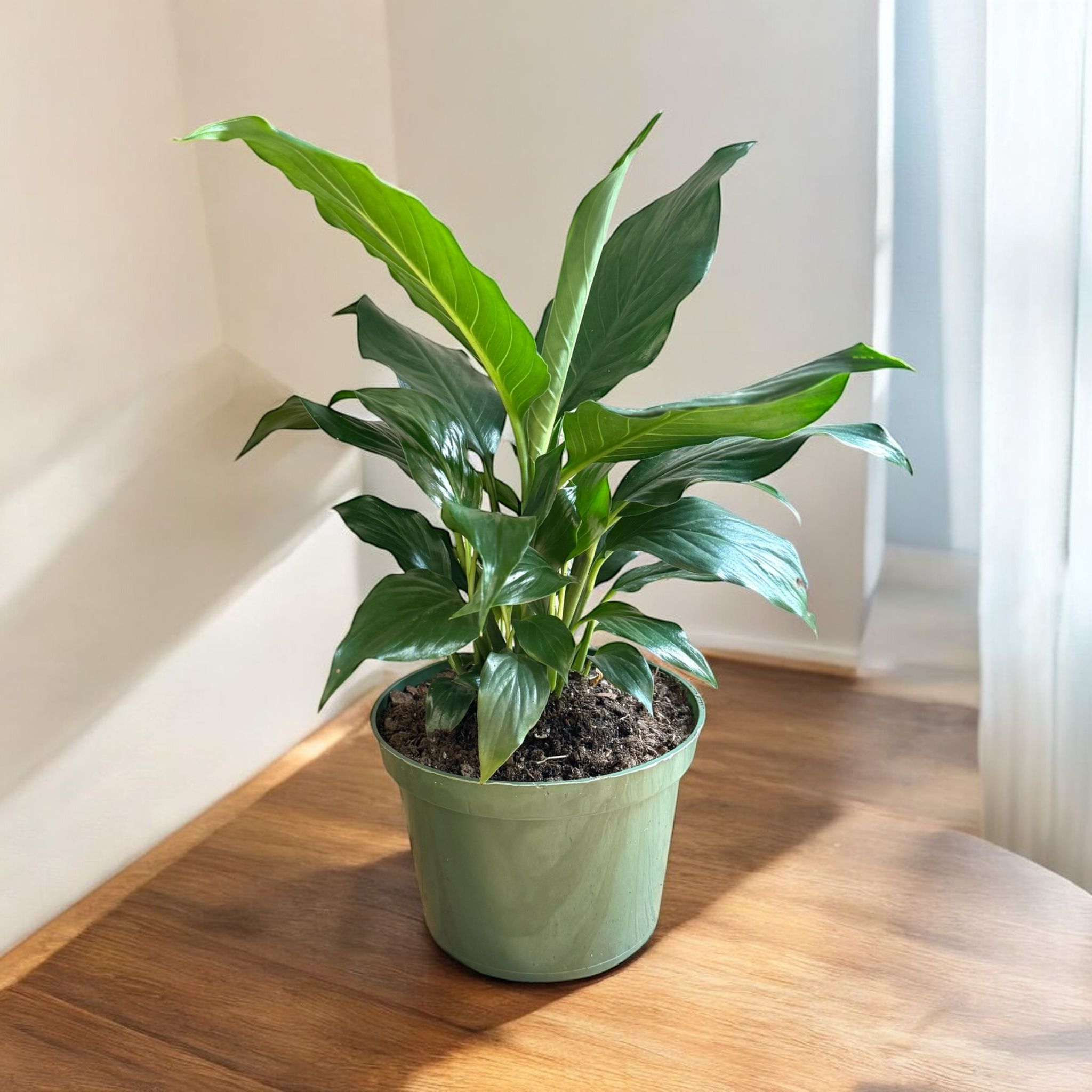 Peace Lily (Live Indoor Plant)