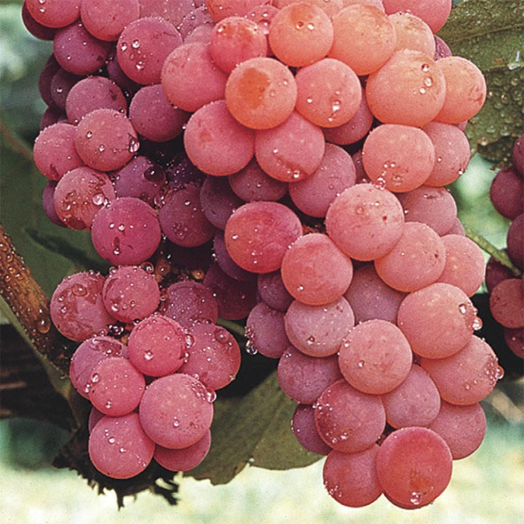 Canadice Red Seedless Grape