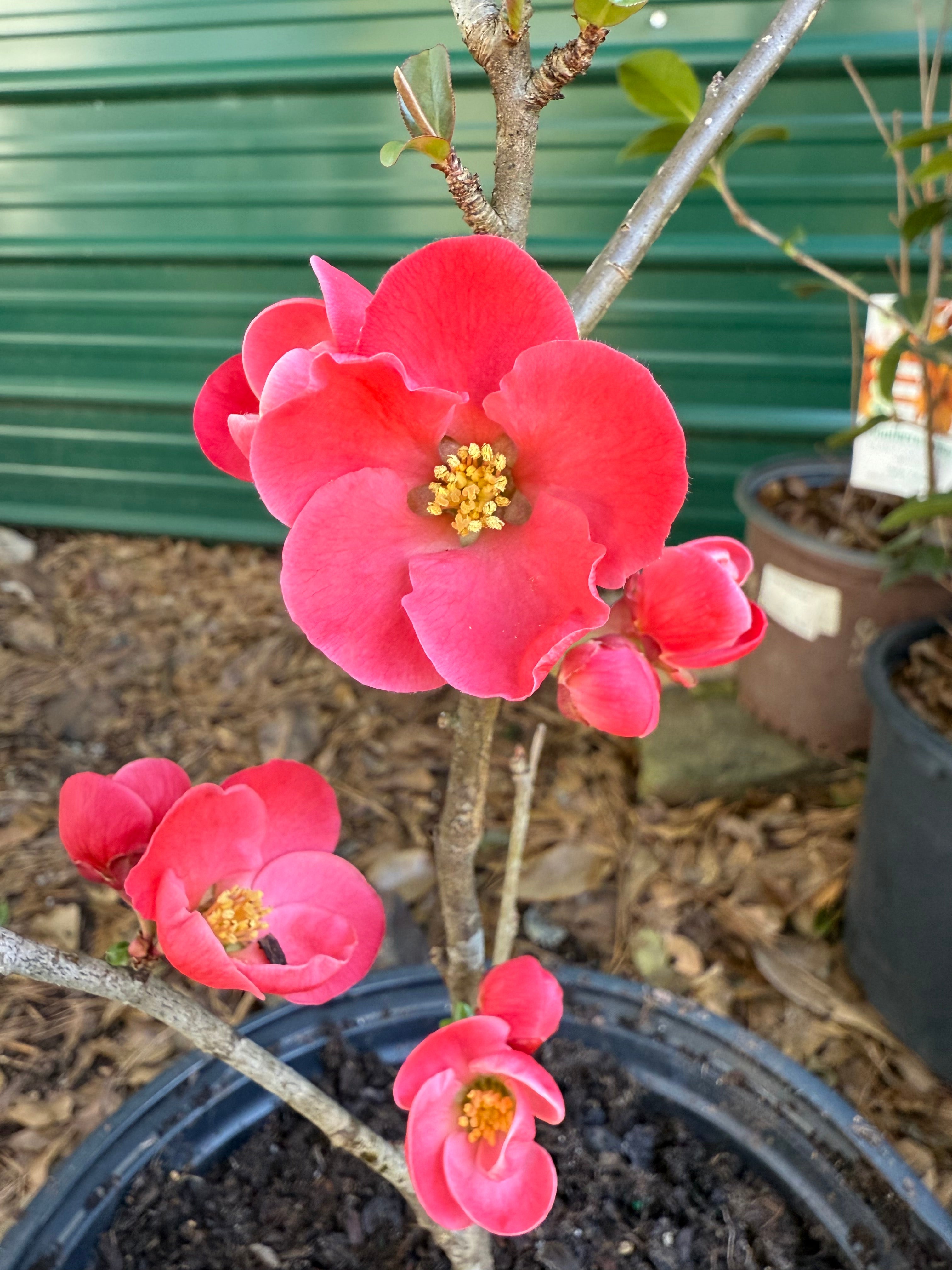 Spitfire Flowering Quince