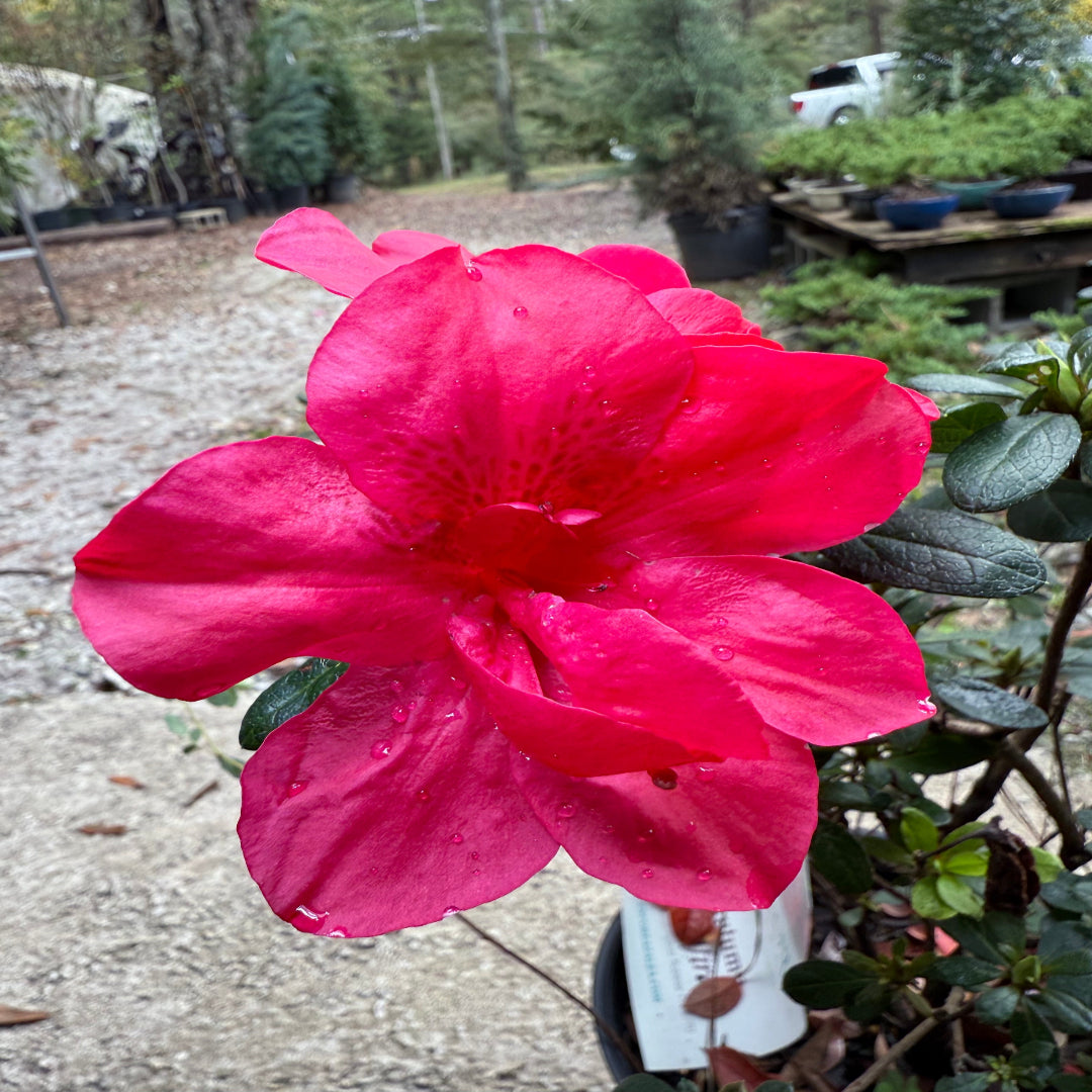 Dwarf Autumn Bonfire Encore Azalea