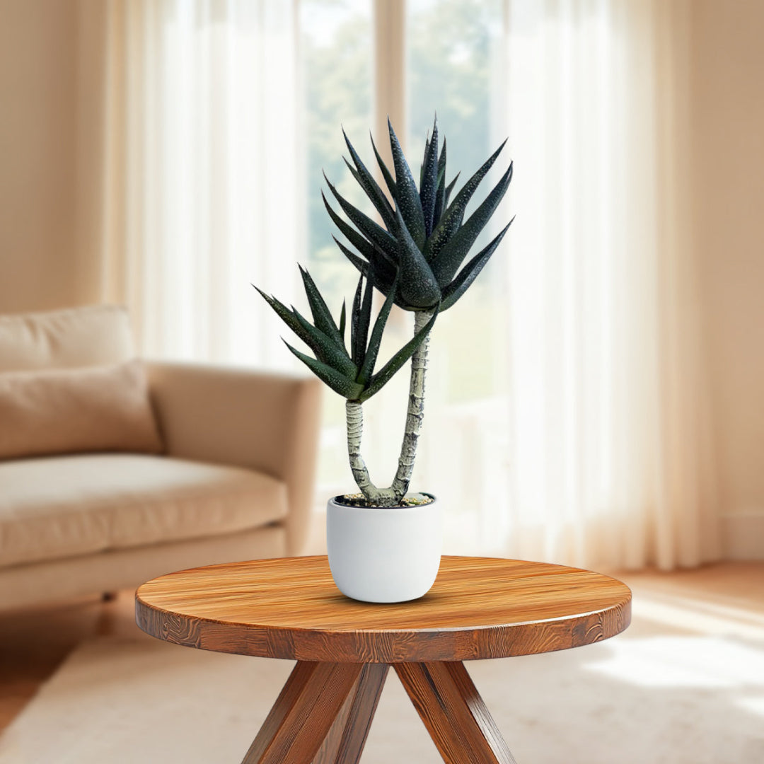 Yucca Plant -Good Gift