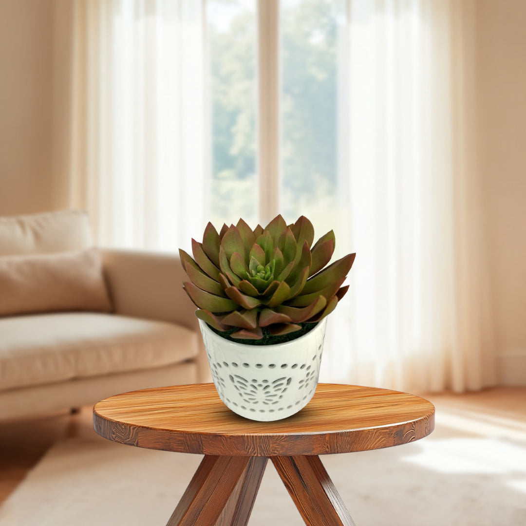 Gorgeous Succulents in Ceramic Pot-Good Gift