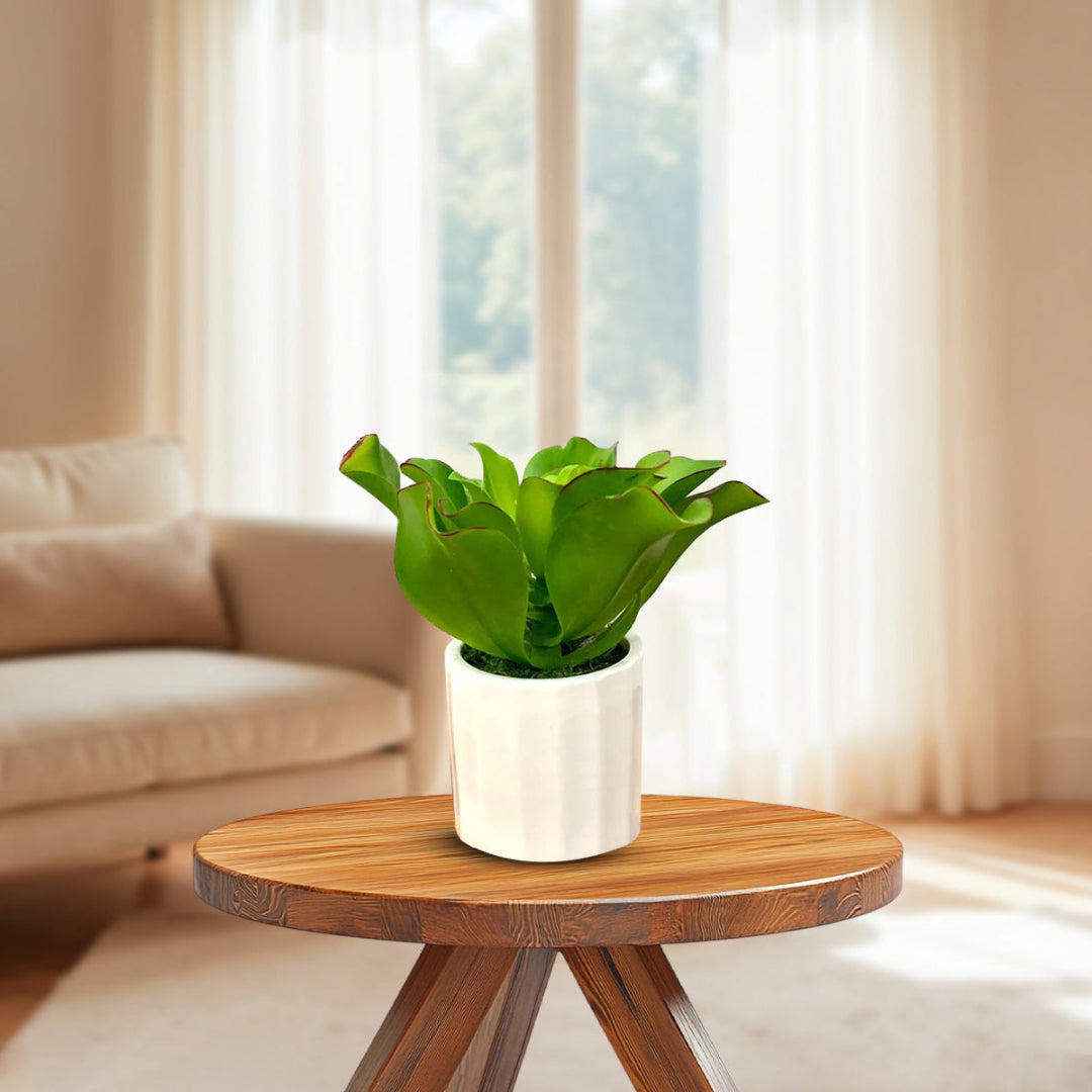 Stunning Plant with Ceramic Pot-Good Gift