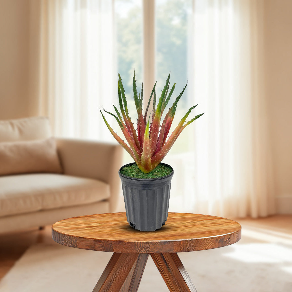 Gorgeous Aloe vera Plant in Ceramic Pot -Good Gift