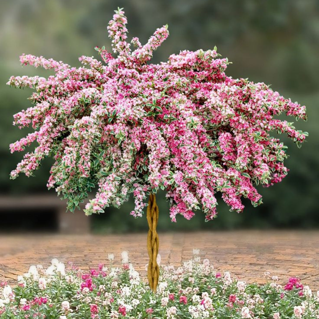 Pink Weigela Tree