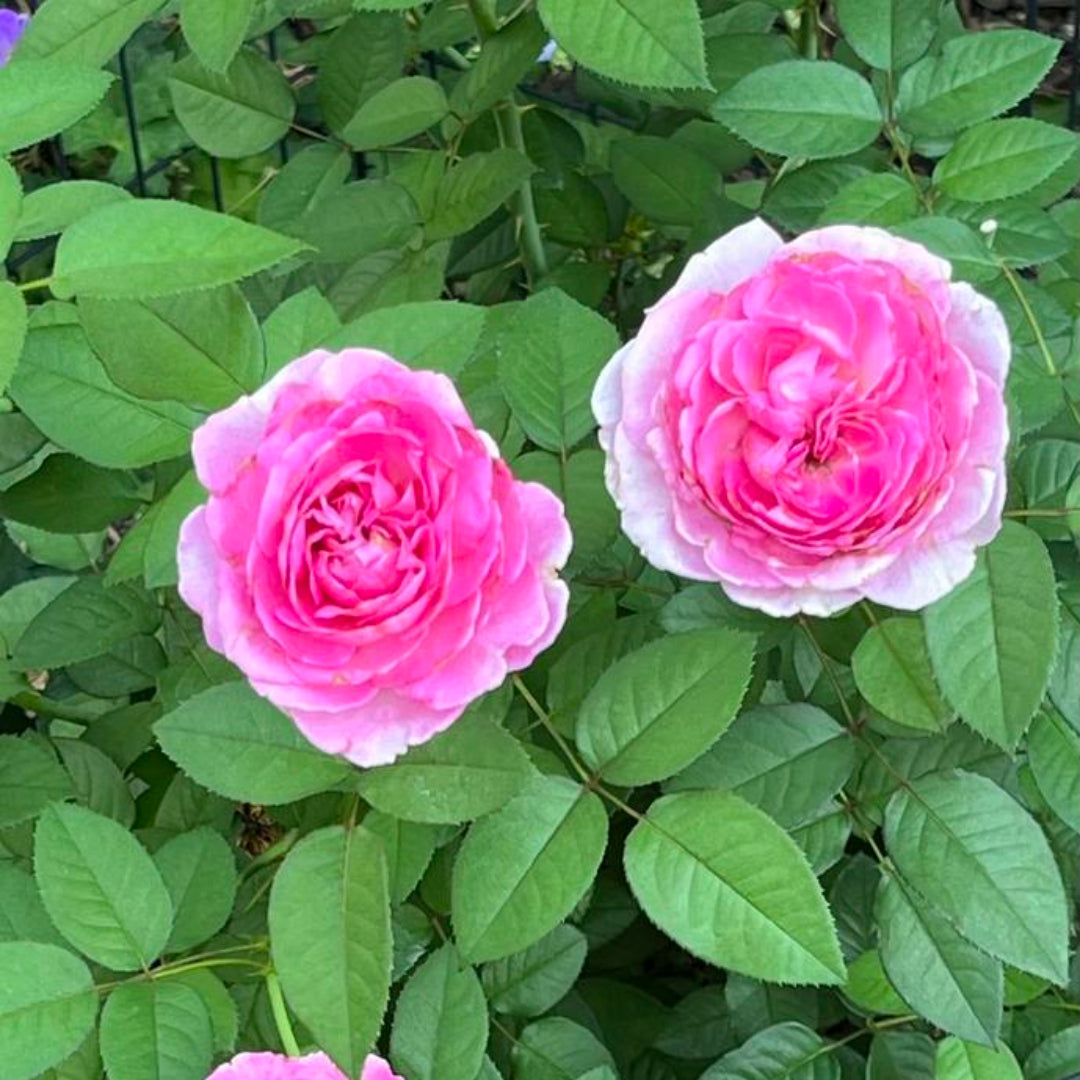Raspberry Cupcake Rose