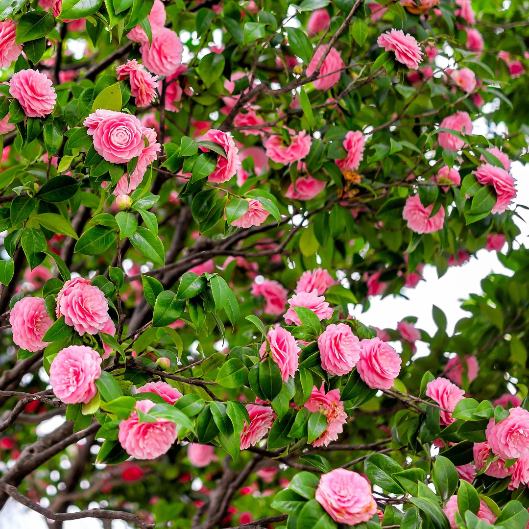 Camellia Fashionata Plant