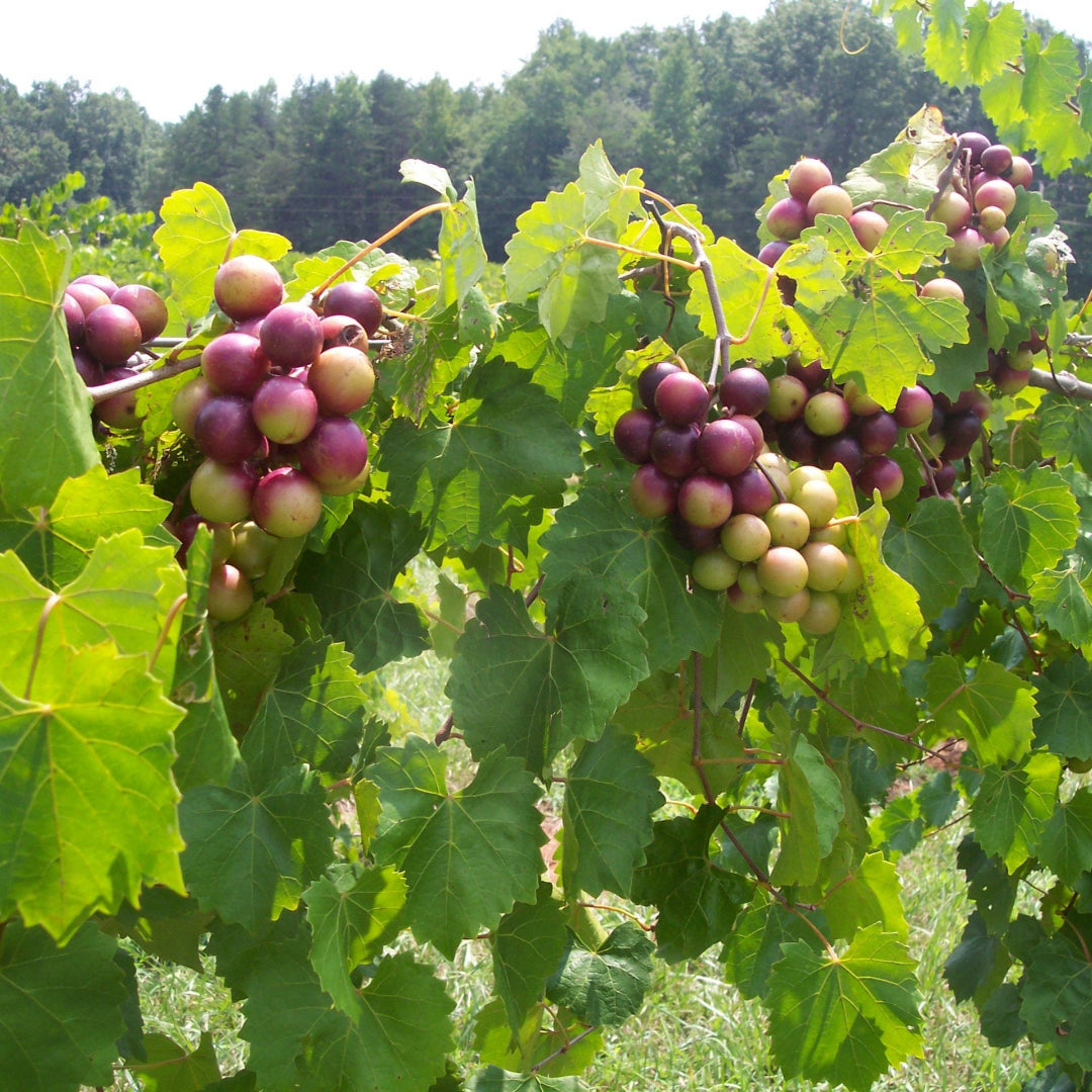 Creek Muscadine Grape Vine