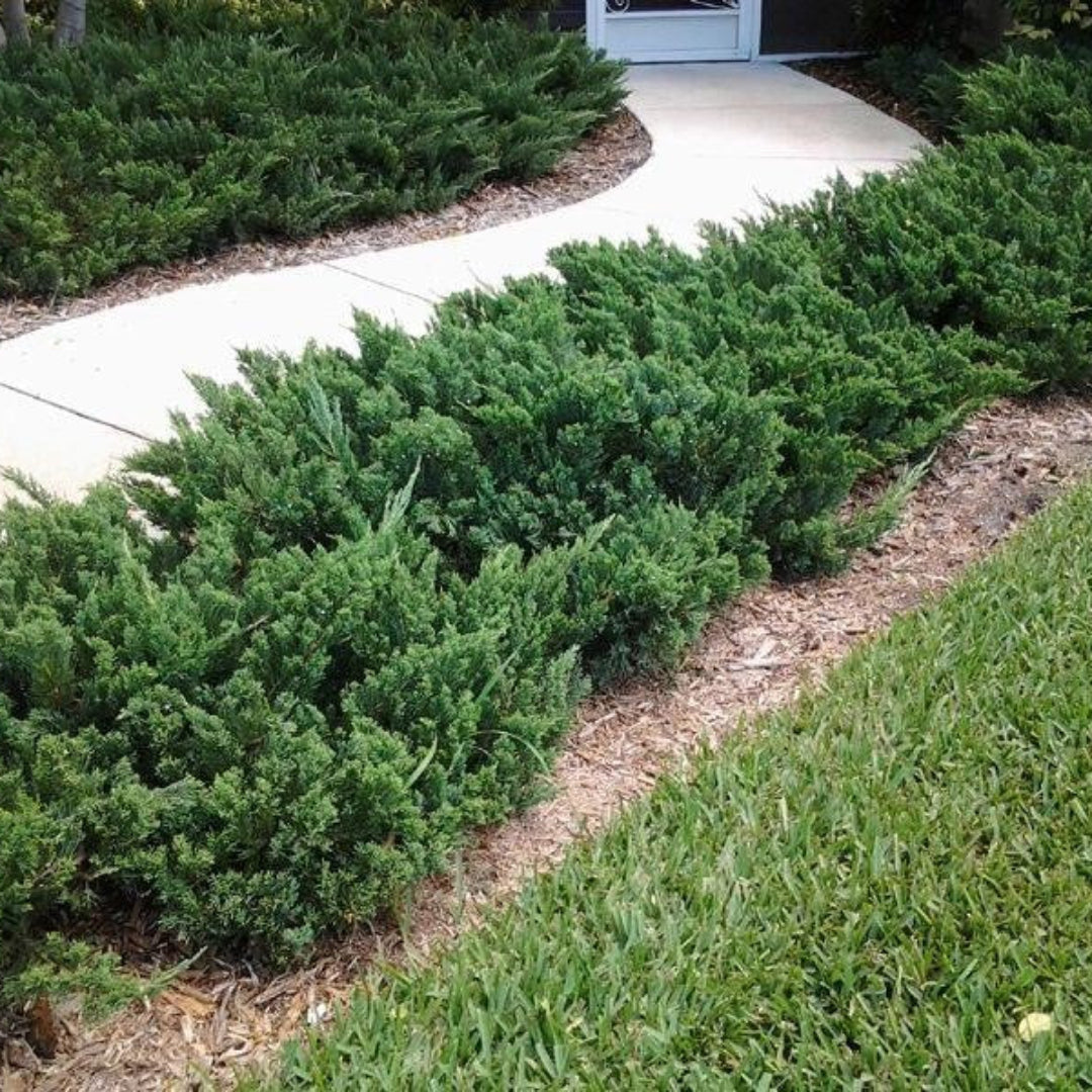 Green Sargent Juniper