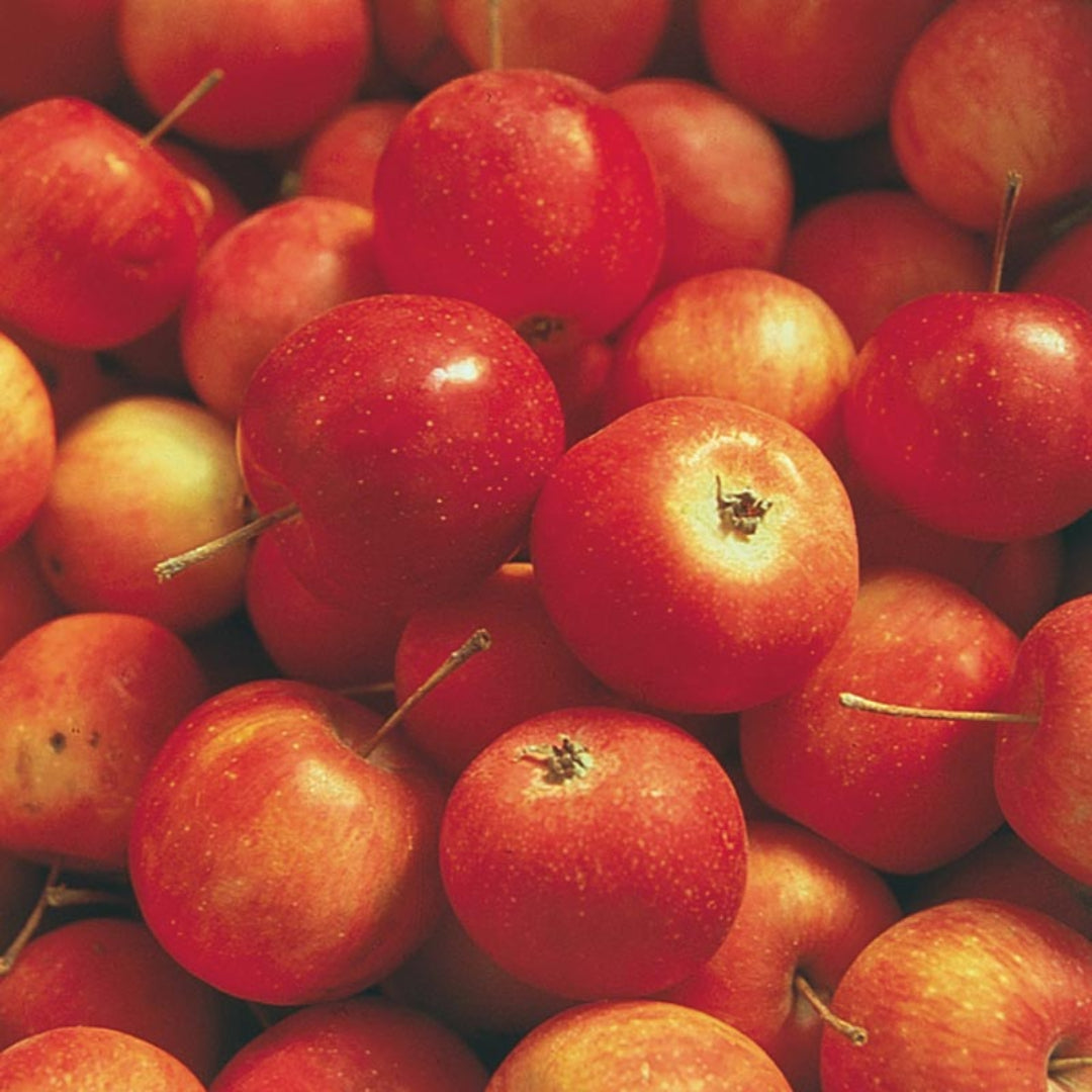 Whitney Crabapple fruits on branch showing small red and yellow crabapples
