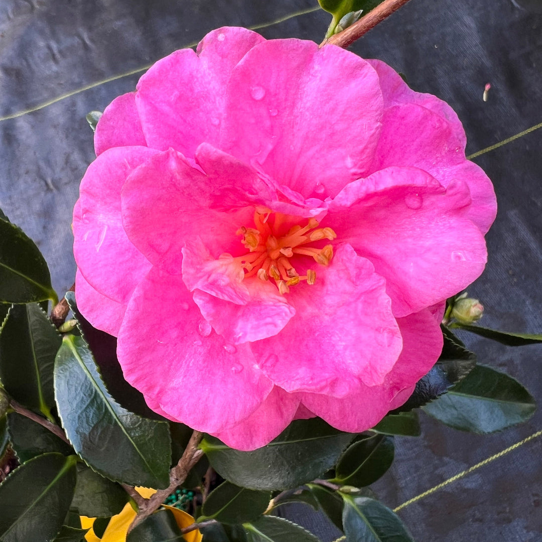 Shishi Gashira Dwarf Camellia Sasanqua
