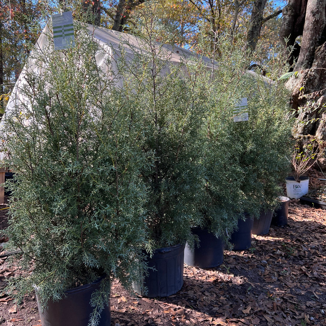 Carolina Sapphire Cypress