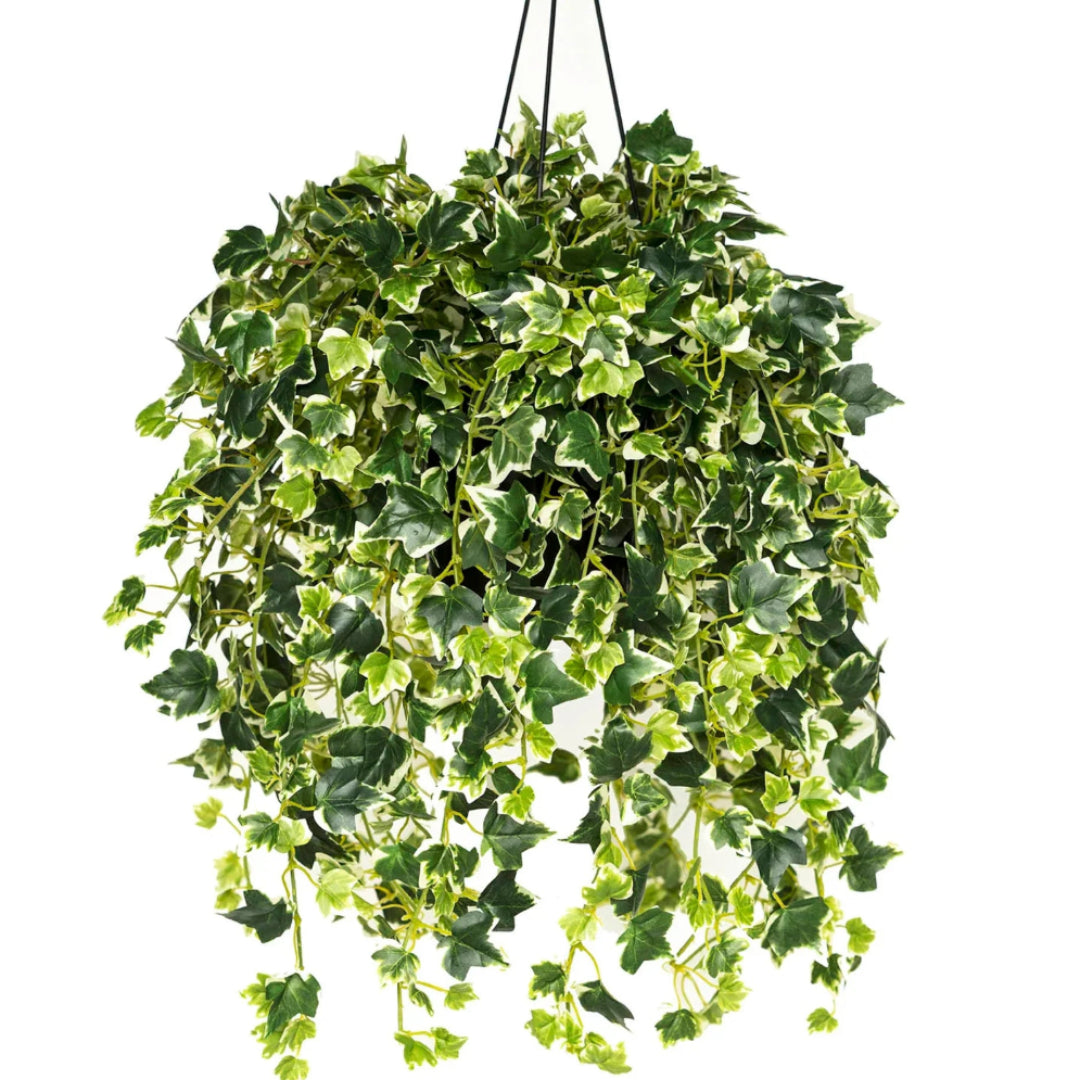 Variegated Ivy Hanging Basket