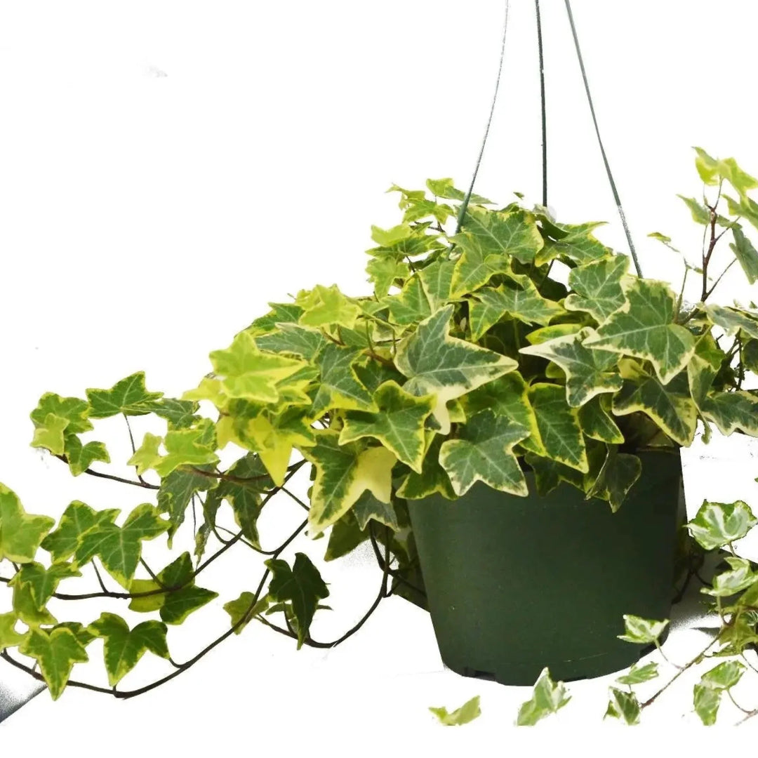 Variegated Ivy Hanging Basket