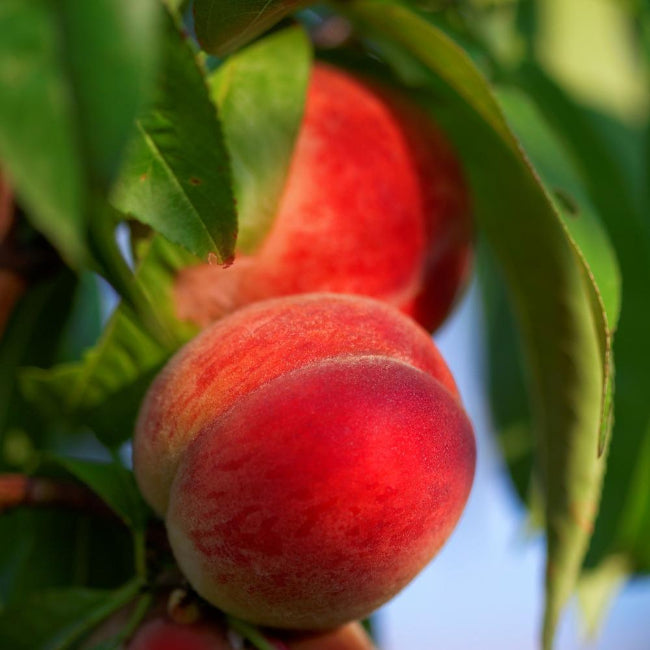Harvester Peach Tree