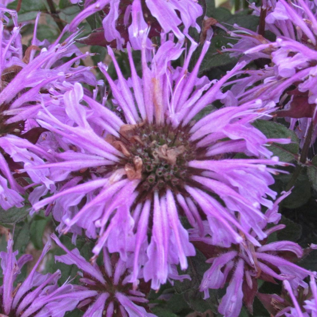 Monarda Sugar Buzz &