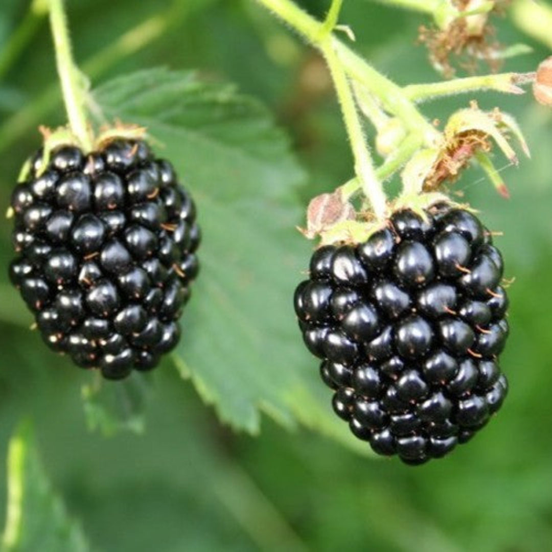 Navaho Blackberry