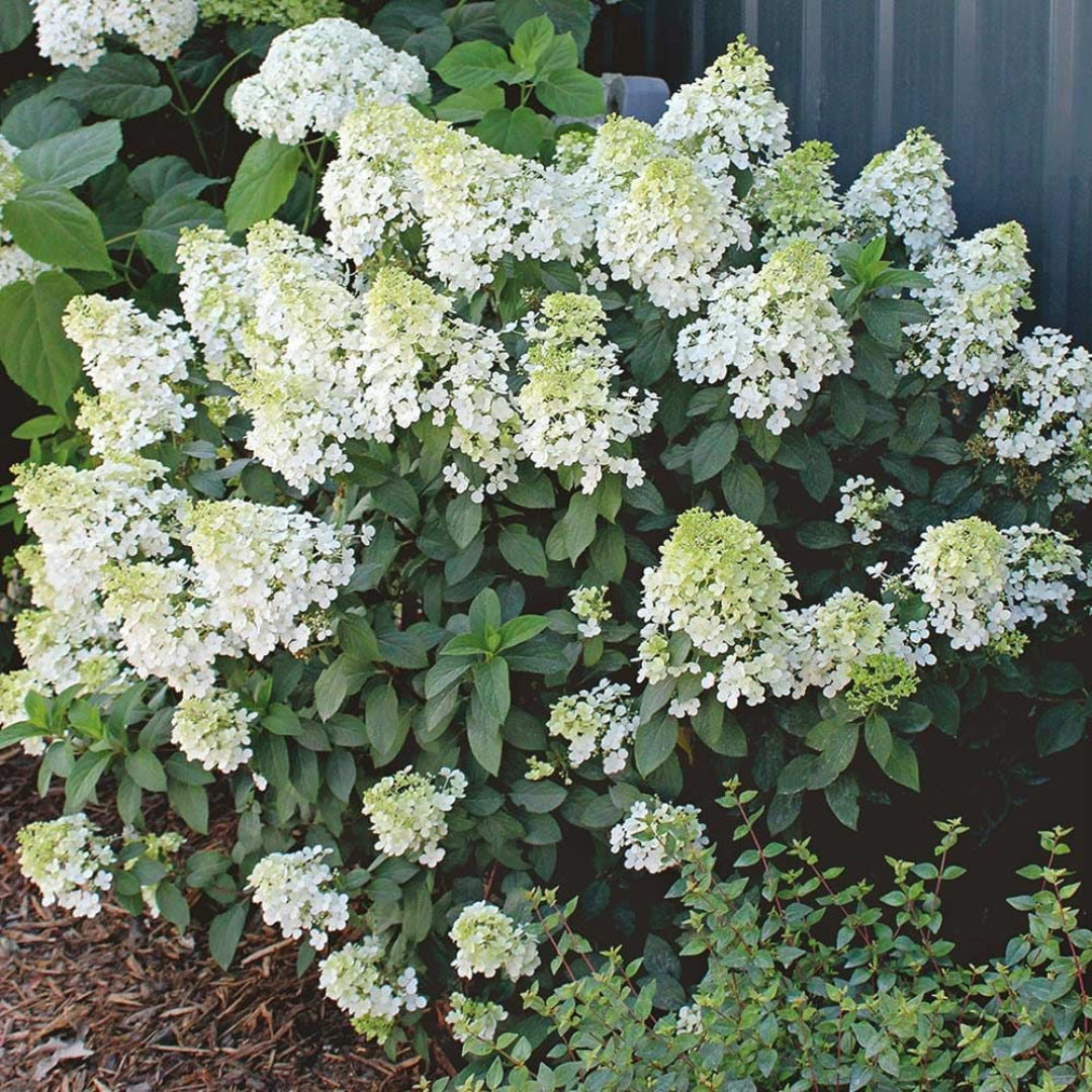 Blooming Hydrangea Bobo Bush with Rounded White Flowers