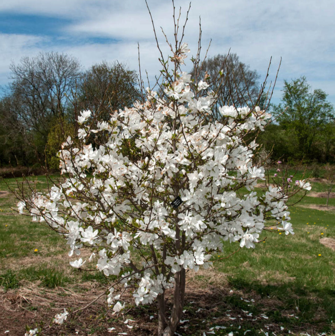 Merrill Magnolia
