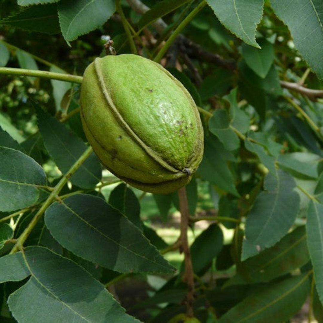 Stuart Pecan Tree,