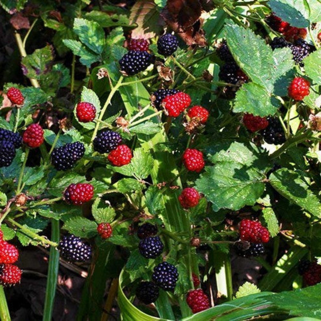 Prime Ark 45 Blackberry