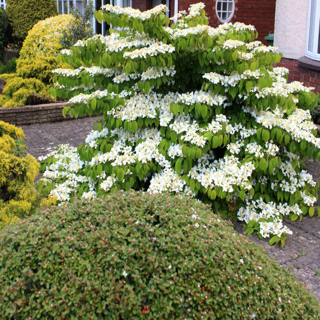 Shakaz Viburnum Shrub