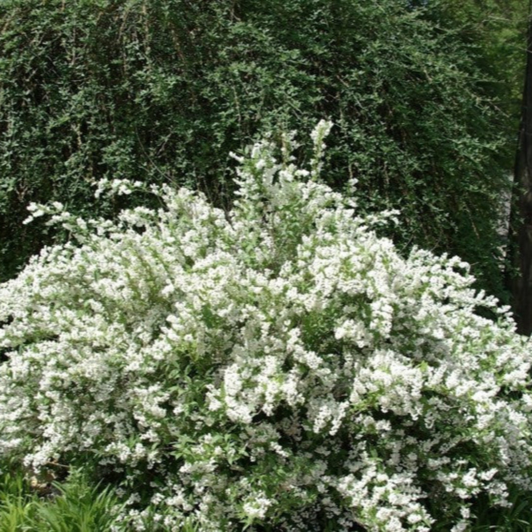 Deutzia Gracilis Slender
