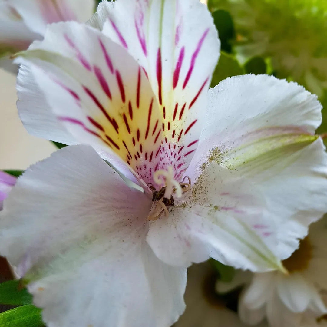 Alstroemeria Inca Ice Peruvian Lily