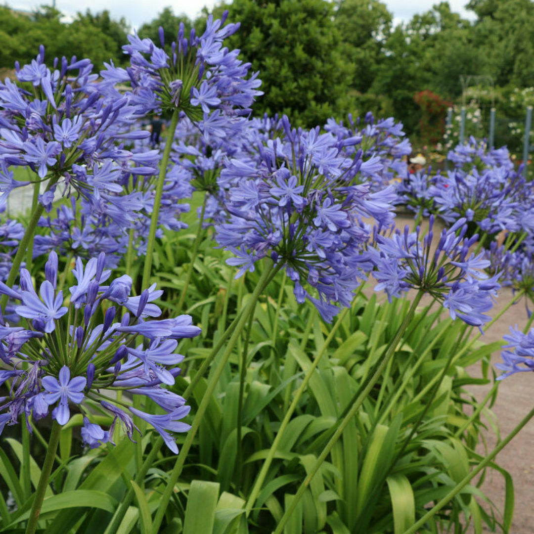 Agapanthus Blue (Lily of the Nile)