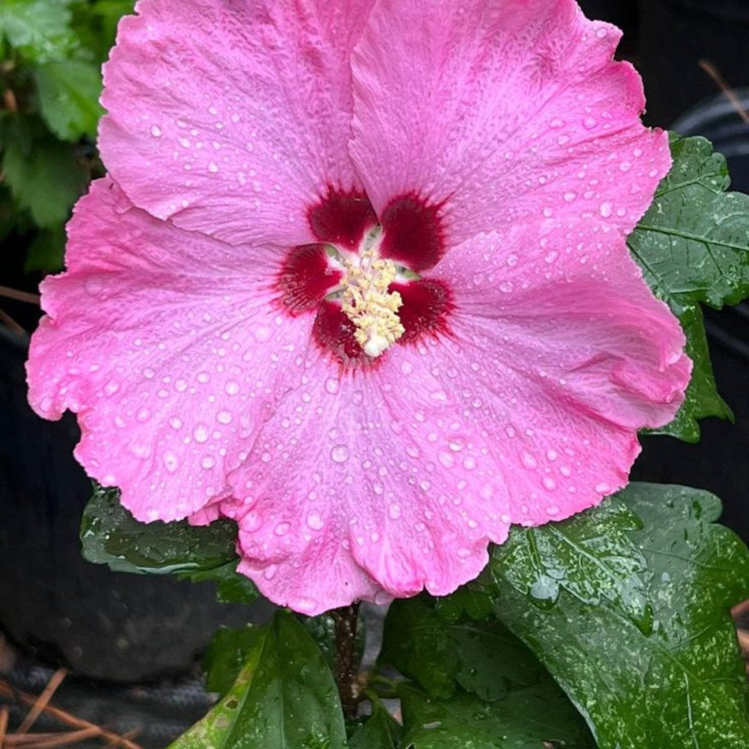 Althea Single Pink with Red Throat Tree