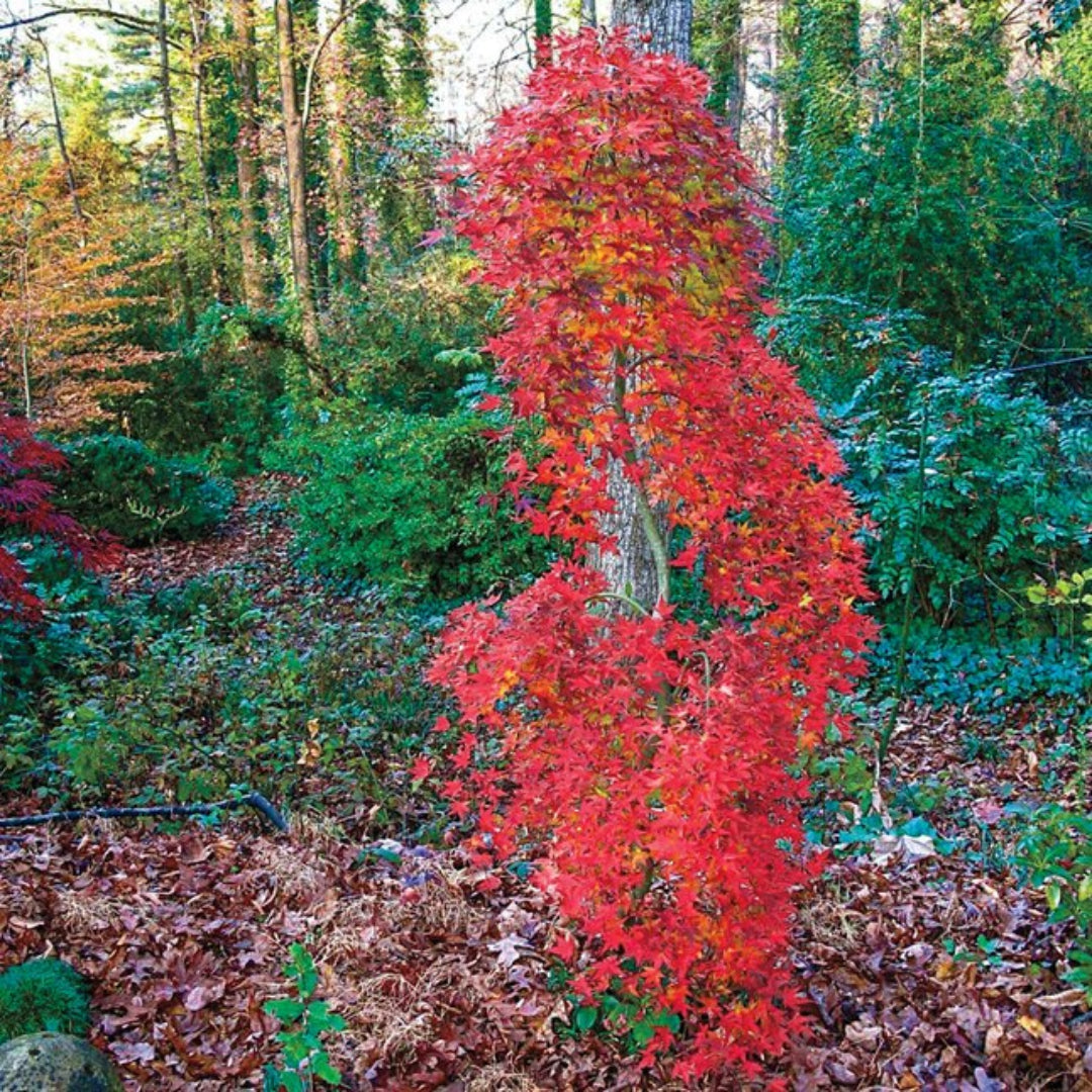 Ryusen Japanese Maple