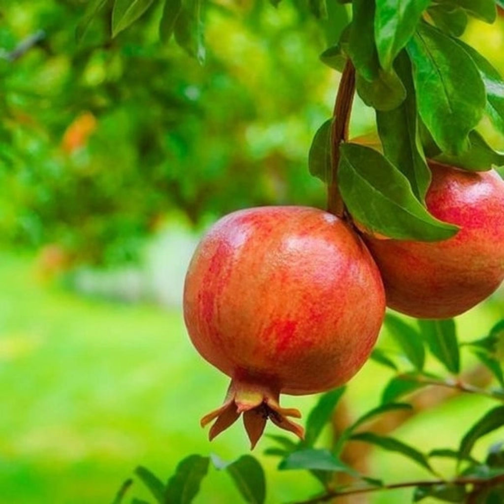 Dwarf Pomegranate