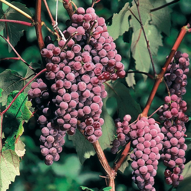 Canadice Red Seedless Grape