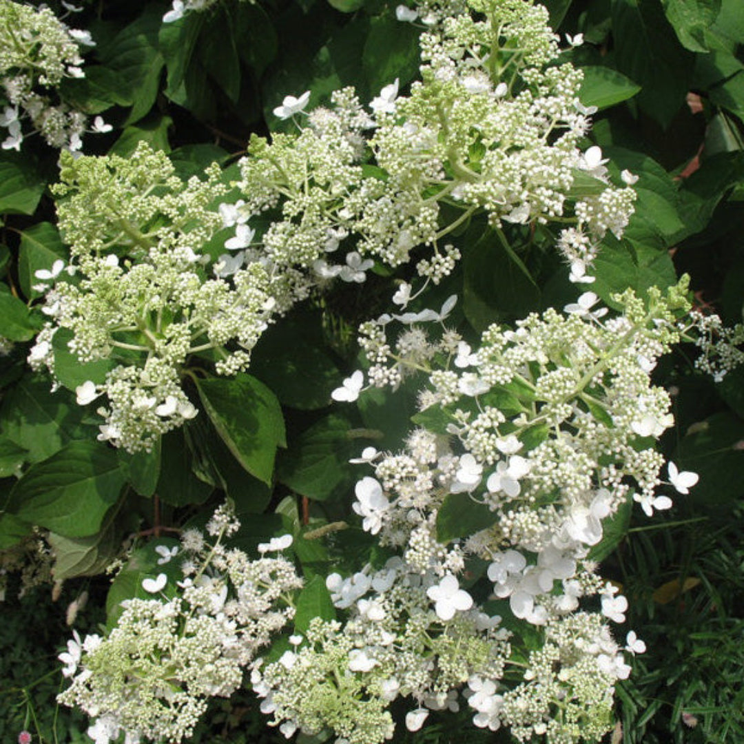 Chantilly Lace Hydrangea