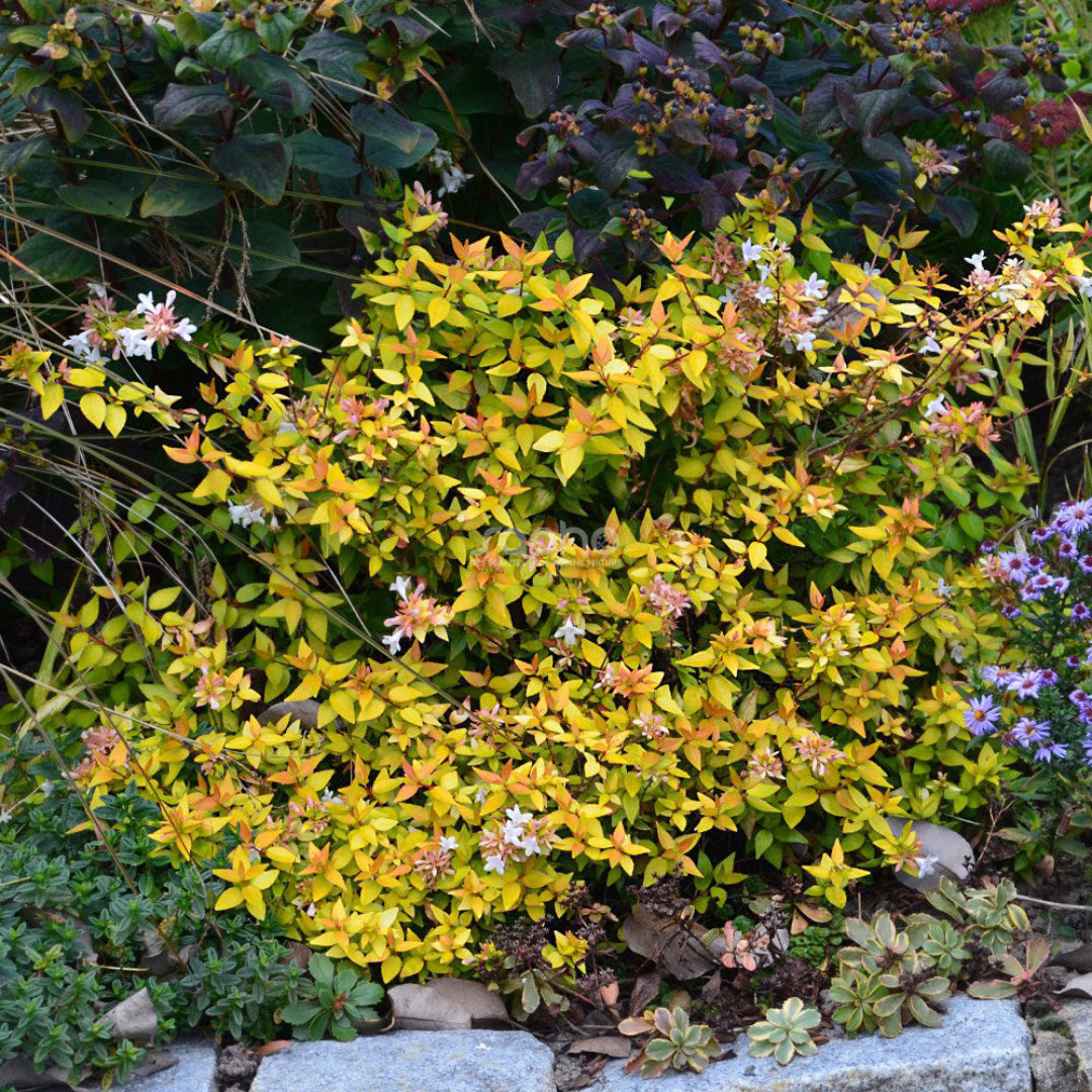 Abelia Super Gold