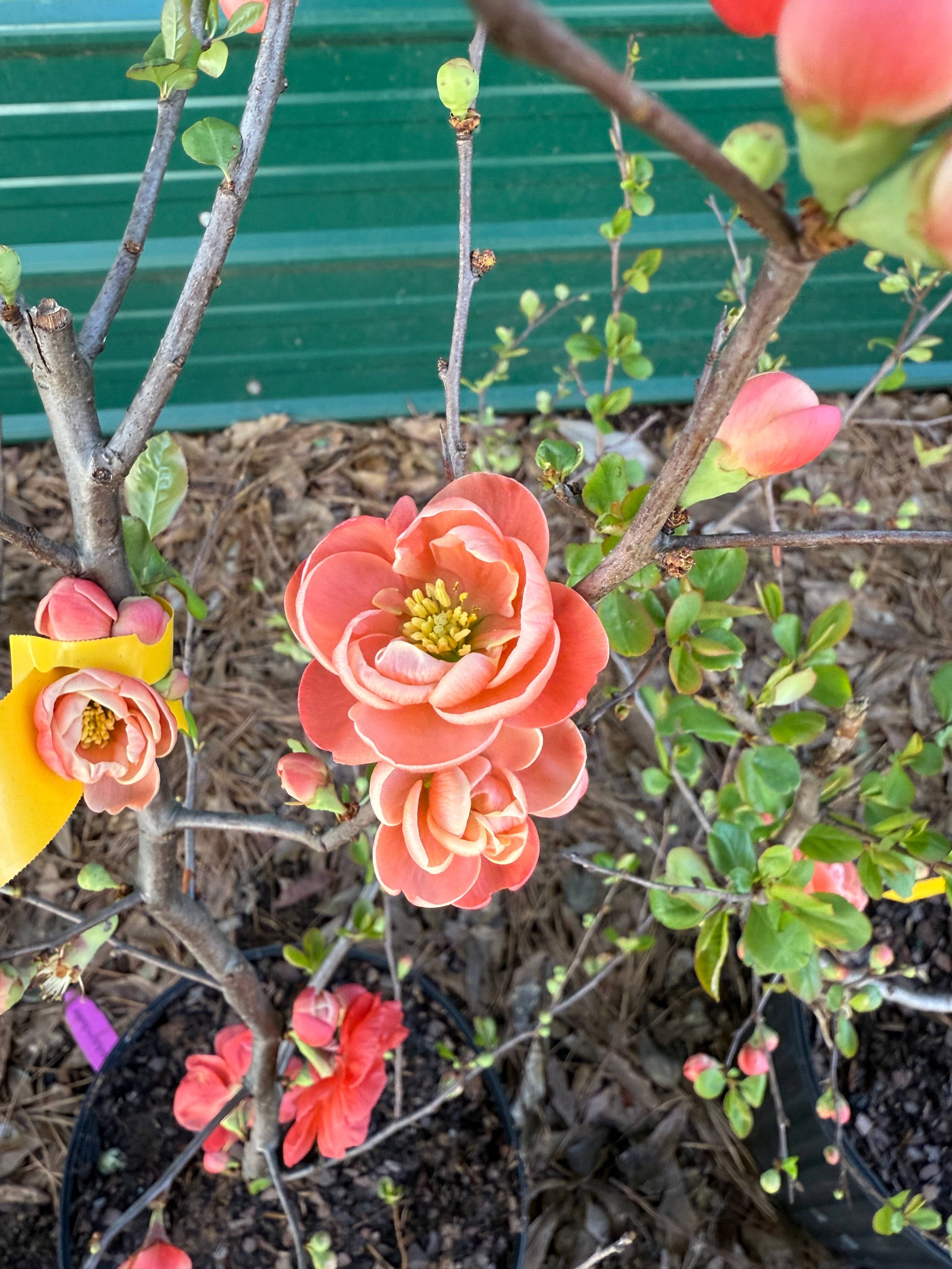 Chojuraku Flowering Quince