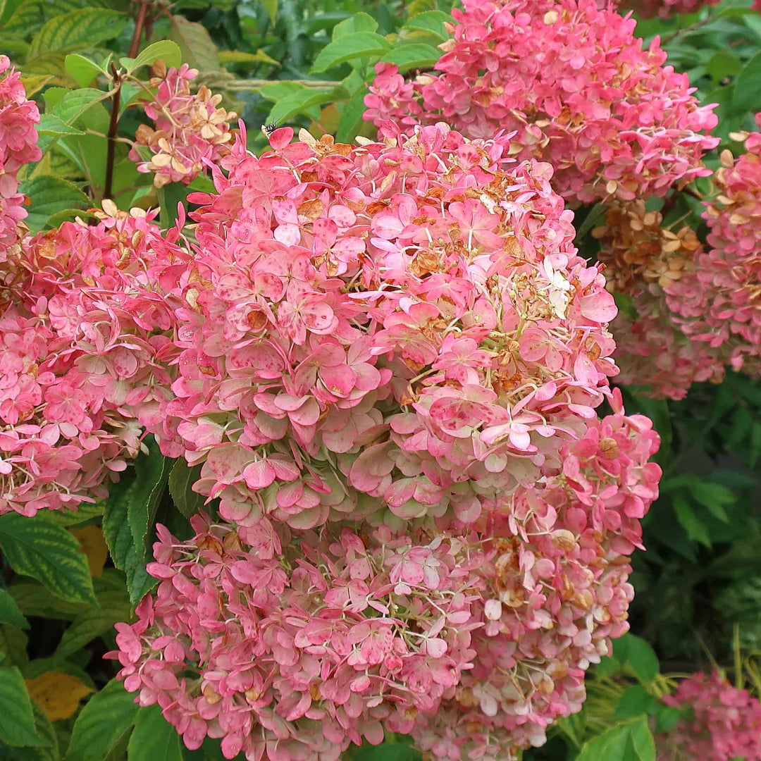 Vanilla Strawberry Hydrangea