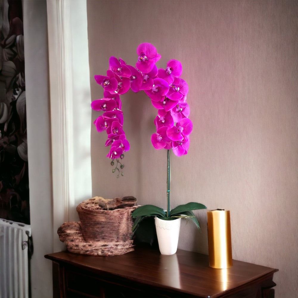 Gorgeous Fucshia Orchid with 22 Flowers in Conical Pot