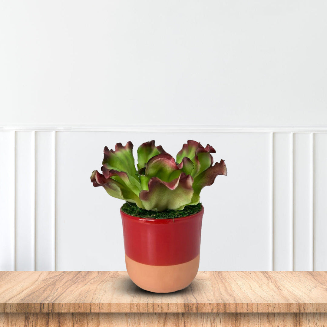 Artificial Echeveria Ruffles succulent plant in decorative red and beige pot