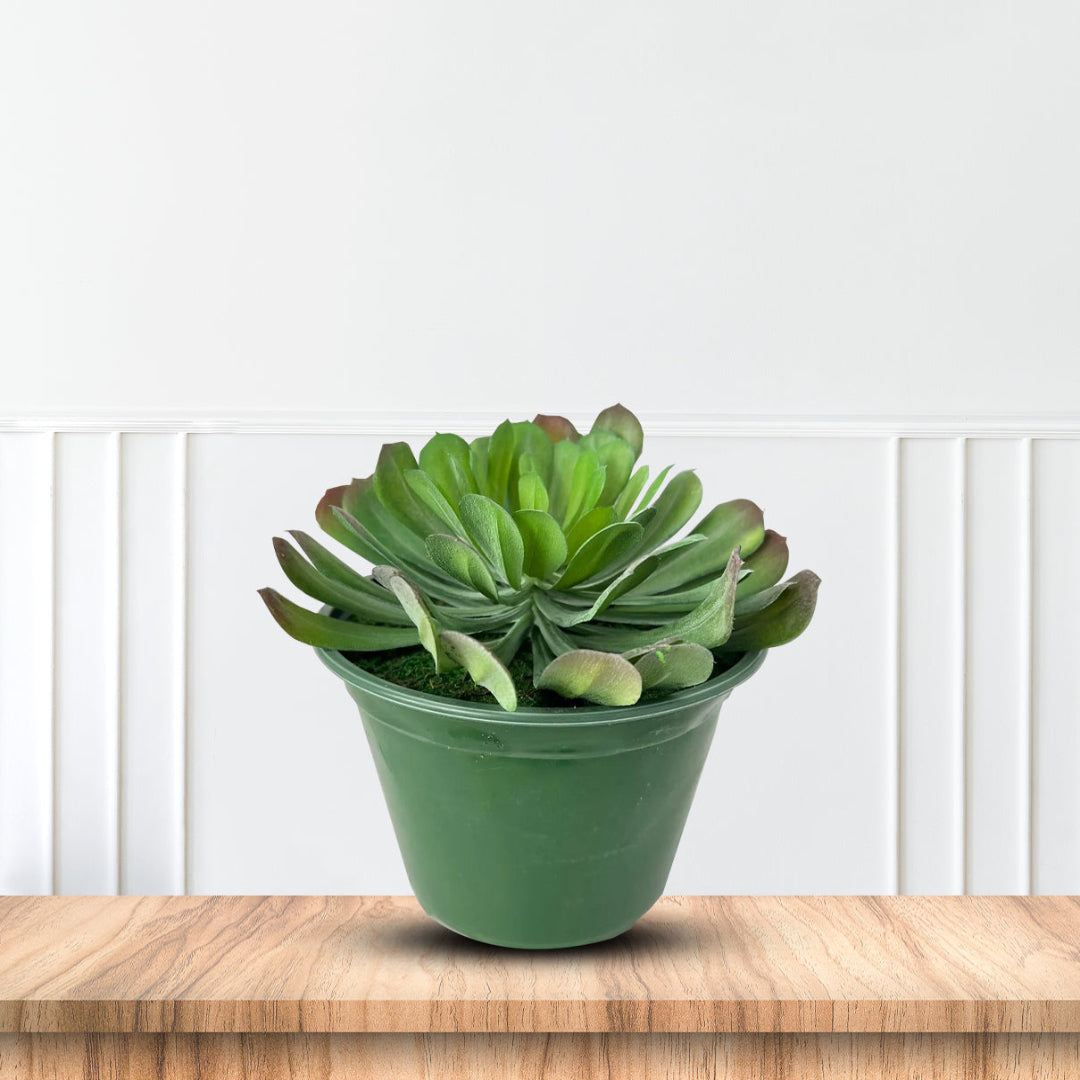 Small artificial houseleek plant in green pot for home decor