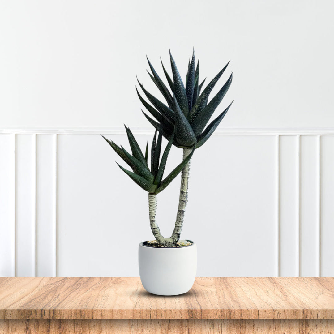 Yucca Plant -Good Gift